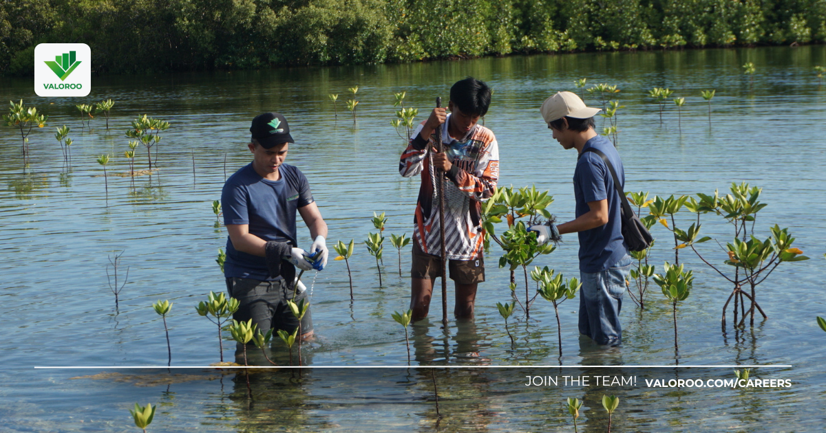 Coastal Impact: Bakawan Planting by Valoroo in the Philippines Mangrove planting activity by Valoroo in the Philippines, showing coastal restoration on Immuki Island.