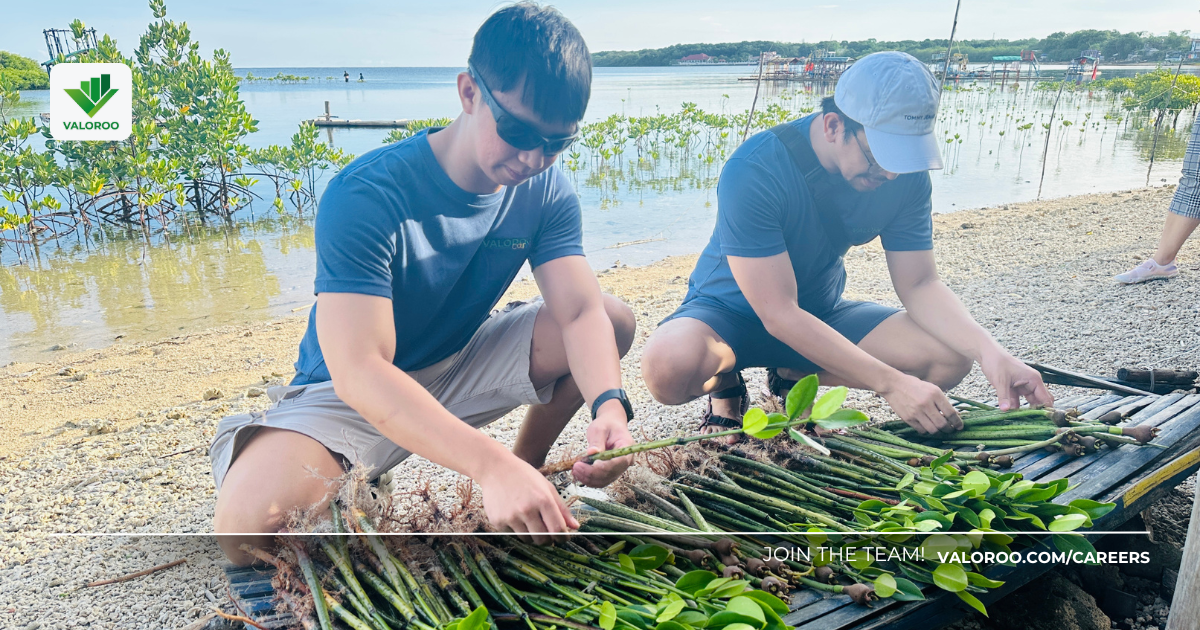 Valoroo Philippines: Mangrove Planting at Immuki Island Valoroo team engaged in environmental work, planting bakawan on Immuki Island's coast.