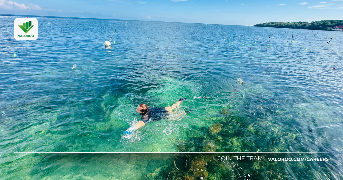 Valoroo Philippines: Sea Grape Farming at Immuki Island Valoroo team participating in sustainable aquaculture, farming Lato-Lato on Immuki Island's coast.